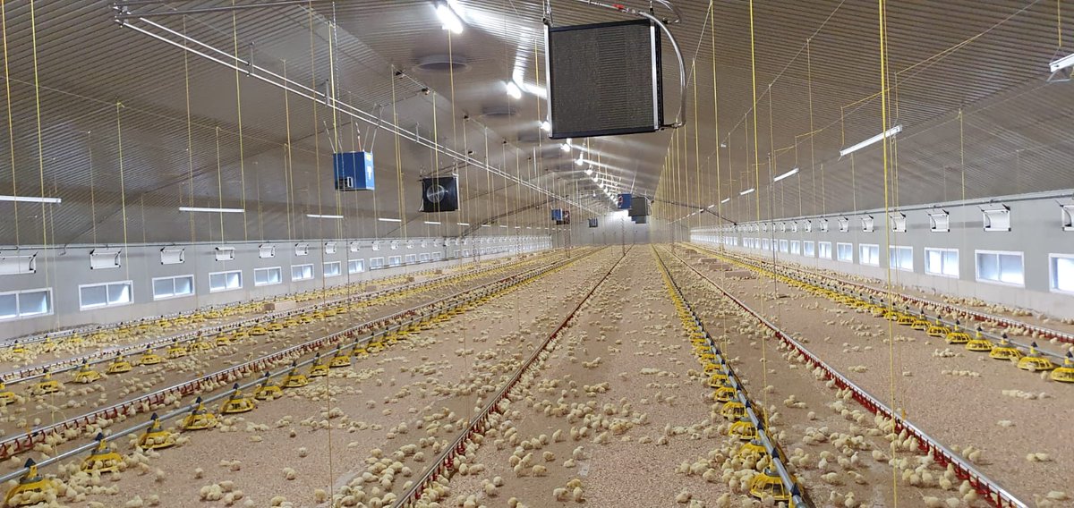 Lovely spread of chicks, settling in well. 
Very happy customer. @draperVENT.
Great work by the team. <a href="/DANHORWOOD2/">DANHORWOOD</a> 🐥🐥🐣🐣