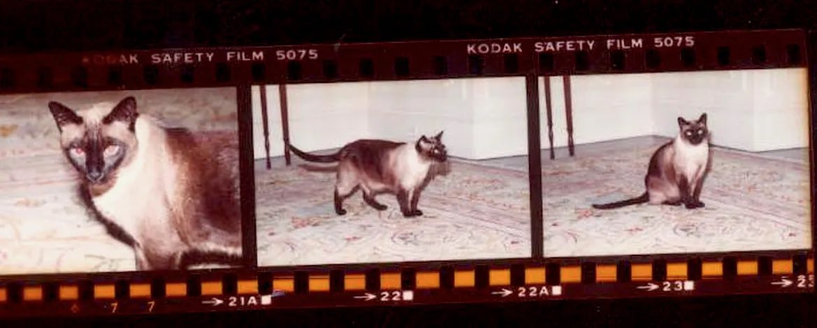 Gerald Ford had a Siamese cat named Shan Shein. She was named after a city in China. How do you like that  @Kodak film?!?