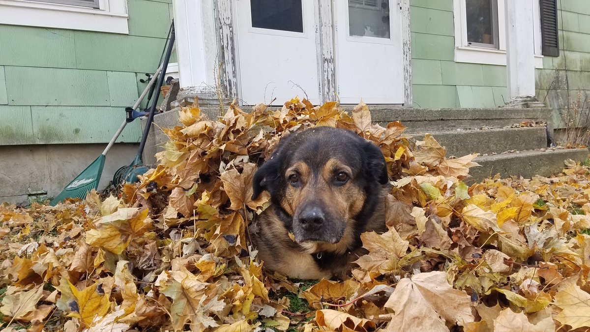 jride2fast's tweet photo. #DozeD #Bubby #Dozer #FallDog https://t.co/gTbXzncrca
