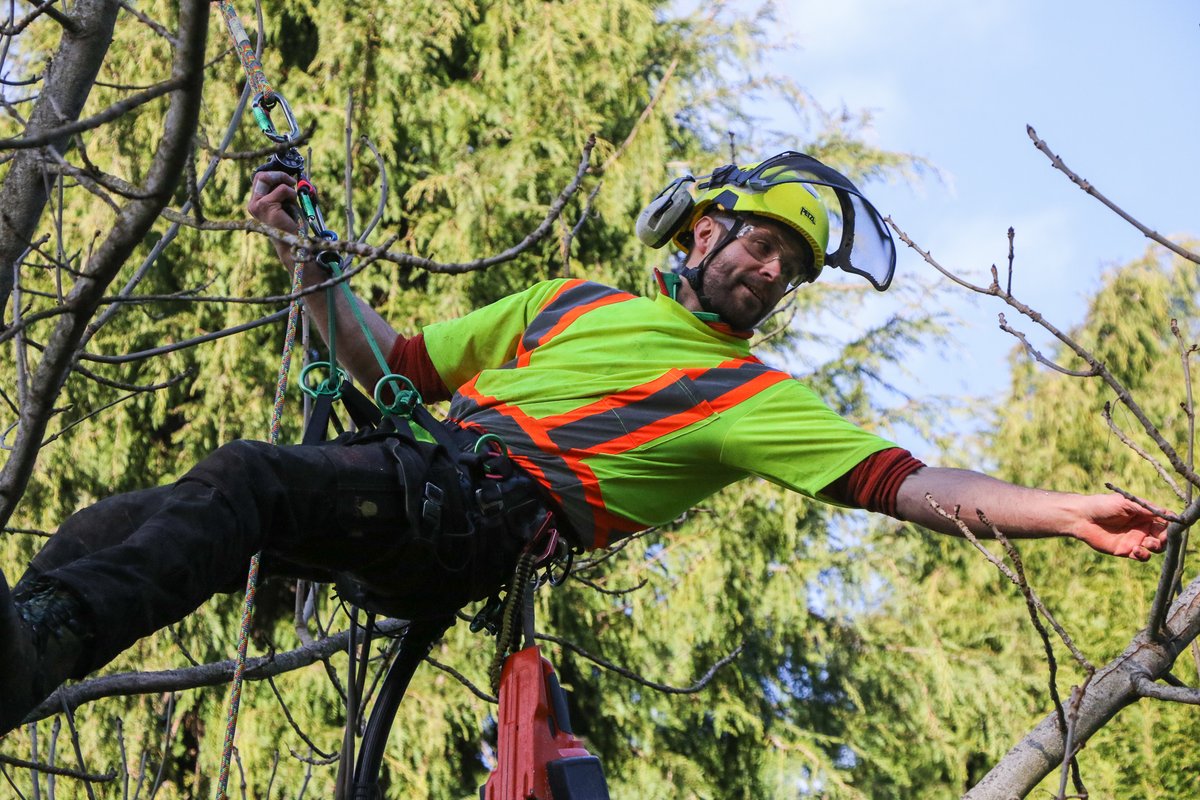 CityOfVictoria's tweet photo. Behind every #yyj tree is a team of people caring for it! π² From field arborists to tree preservation coordinators, natural areas technicians and park planners, there is a team of staff who maintain and care for Victoriaβs trees. https://t.co/1kVHxMN5fs #TreeAppreciationWeek https://t.co/1O3HXcrMJD