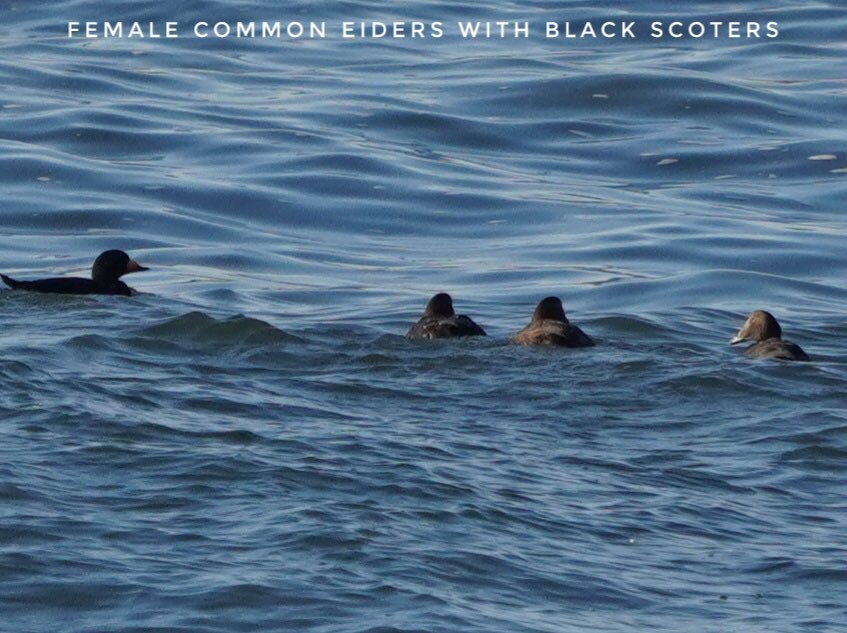APCruises's tweet photo. Female Common Eiders with Black Scoters seen off of Rockaway Beach this past weekend during one of our Whale Watching trips. #birding #birdwatching #commoneiders #blackscoters @BirdQueens @LongIslandBirds @ABCbirds https://t.co/z6M9TrsIld
