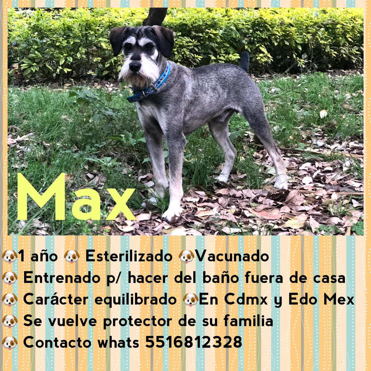 @AdoptaMx @AdoptaMexico @diana_dfc @Garritasdeamor @InmensoAmor @MascotasSismo @rescatamx @RescateAnimal @mascotamx @AdoptaAmaRockea @AyudaAlguien whats 5516812328 en busca de una gran familia para el guapo de Max 🐶 es amor puro ❤️ se entrega en donde vaya a vivir @ngel_ika 🙏🏻RT