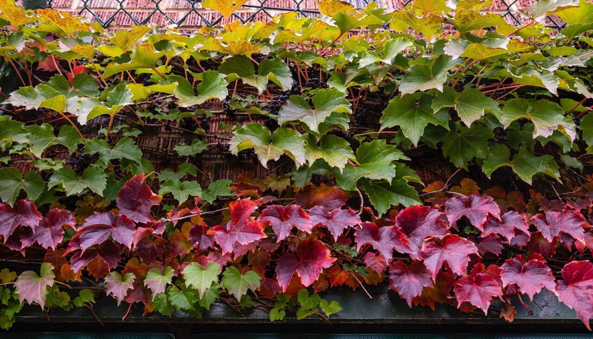 Cubs's tweet photo. November ivy. 🍂 https://t.co/UxJNW0QcDj