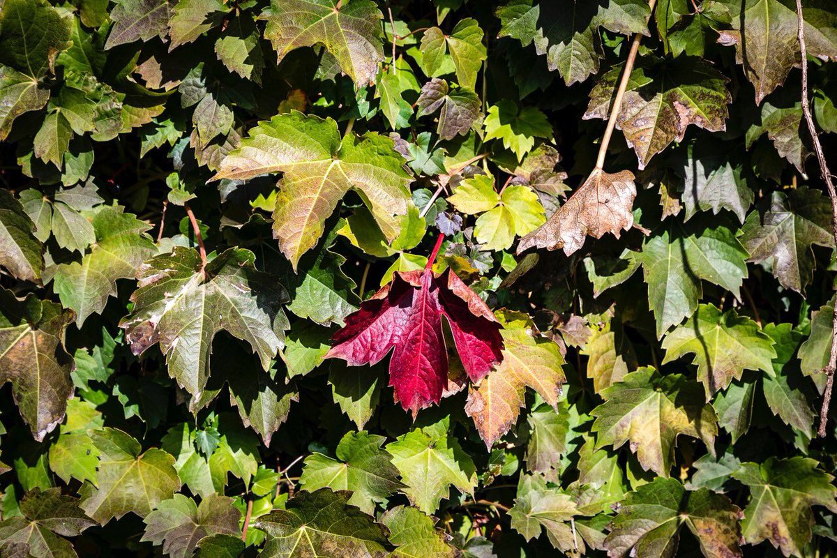 Cubs's tweet photo. November ivy. 🍂 https://t.co/UxJNW0QcDj