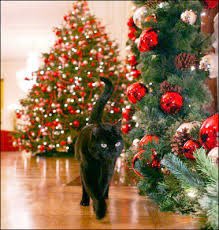 The last President to have cats in the White House was George W. Bush. He had India “Willie” Bush, Ernie and Cowboy. God Bless Ameowica!! (Willie is pictured here)