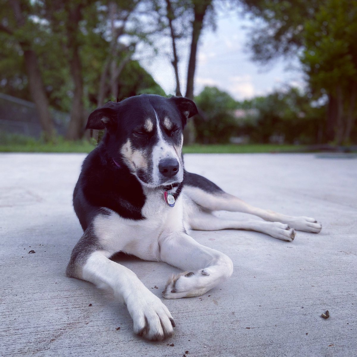 MacarenaAtha's tweet photo. @NicholasFerroni Ours is a rescue.  Her name is Bezi.  She LOVES cuddles and belly rubs, chasing bunnies, and her humans. https://t.co/0D879qE6MQ
