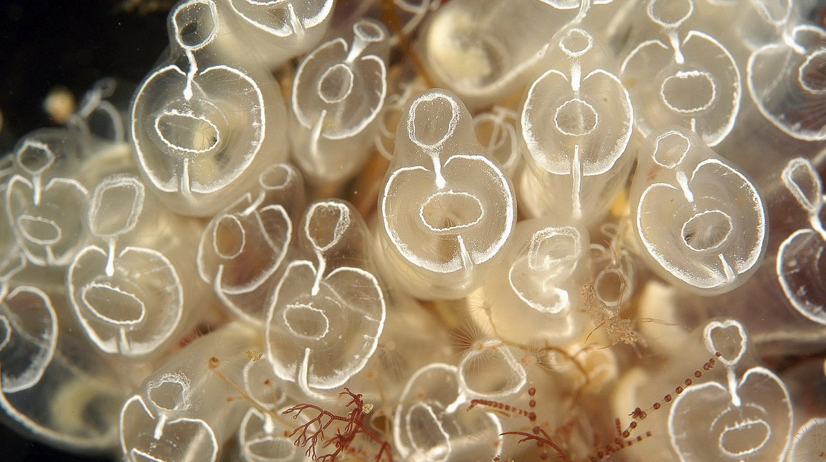 geocappiello's tweet photo. #9November #November9 #9Novembre #11月9日 2020
Clavelina lepadiformis (Müller, 1776)
vern. pin-head squirt, ascidia cristallo, ascidia bombilla
N. Atlantic O., Mediterranean S., E. China S.
#tunicata #ascidie #marinemonday #marinelife #sealife #underwater #scuba #biodiversity https://t.co/1ufG4A8KOb