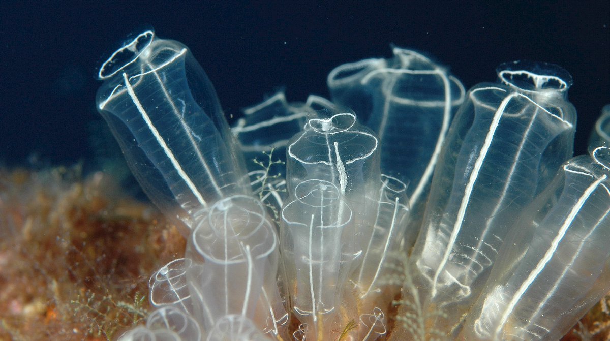 geocappiello's tweet photo. #9November #November9 #9Novembre #11月9日 2020
Clavelina lepadiformis (Müller, 1776)
vern. pin-head squirt, ascidia cristallo, ascidia bombilla
N. Atlantic O., Mediterranean S., E. China S.
#tunicata #ascidie #marinemonday #marinelife #sealife #underwater #scuba #biodiversity https://t.co/1ufG4A8KOb