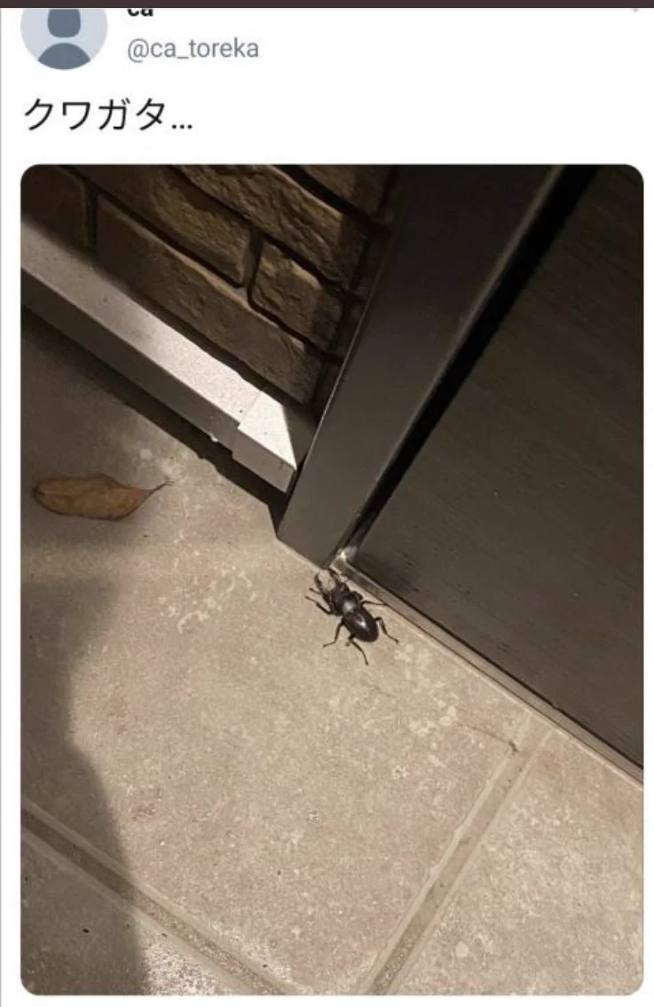 【気を付けて！】カードコレクターの自宅の前と思われる場所にクワガタを置いて、ツイートで帰宅時間等を確定→その家のカードを盗み出しメルカリで売るという手法が発覚！！