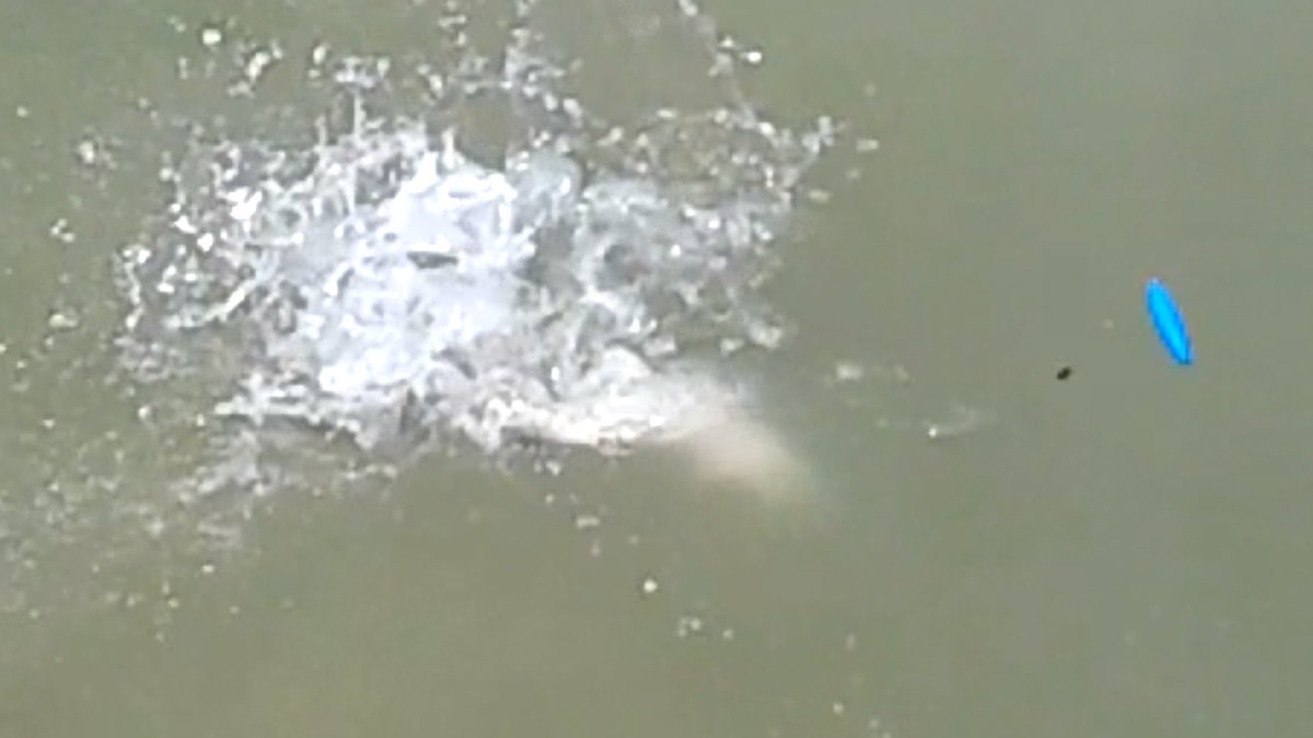 ighome2008's tweet image. Atraksi si ikan yang bikin jantung pemancing deg deg ser... 
#barramundi
#kakapputih
#mancingikan