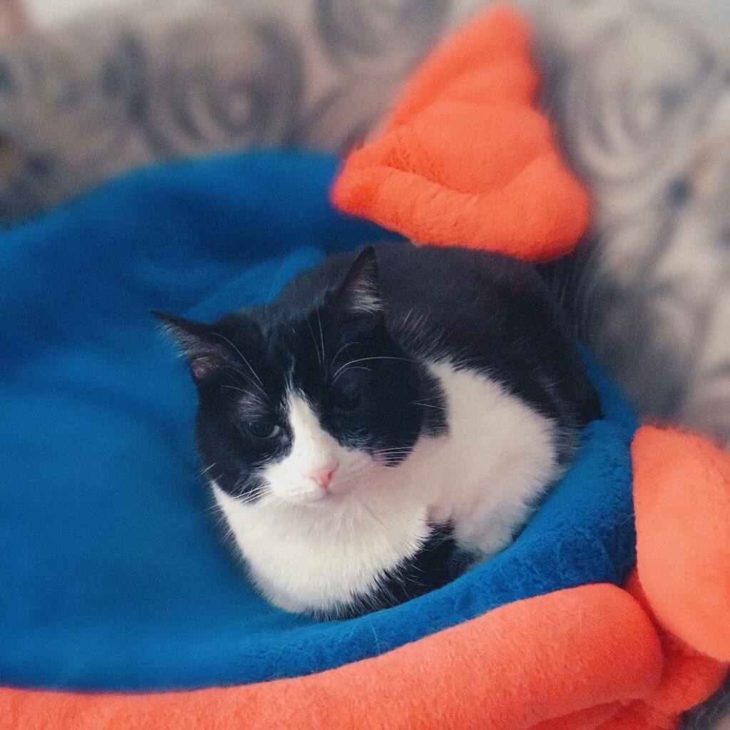 ge0w4's tweet photo. #BroodedCat
=^β’β’^=
πΎ #ChelseaCat πΎ
#CatsOfTwitter #OreoCat #TuxedoCat
#GingerCat #catsofinstagram #catlover #cats_of_world https://t.co/r2Spyxq6dJ