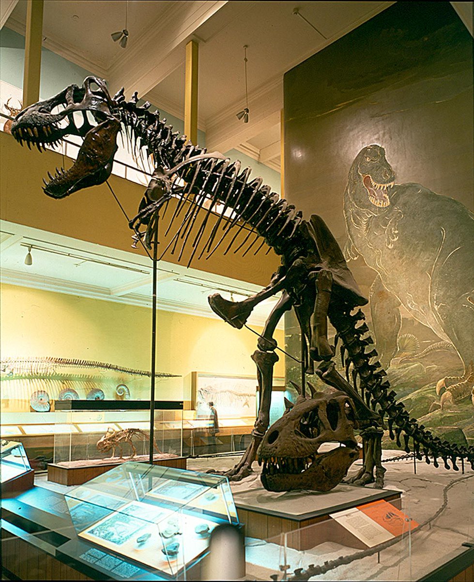 Let's cross the ocean for the next mural, the T. rex from the Carnegie Museum of Natural History. No longer on display, this (utterly bizarre) interpretation once graced the wall behind rex's mounted skeleton. It was painted by Ottmar von Fuehrer in 1950.