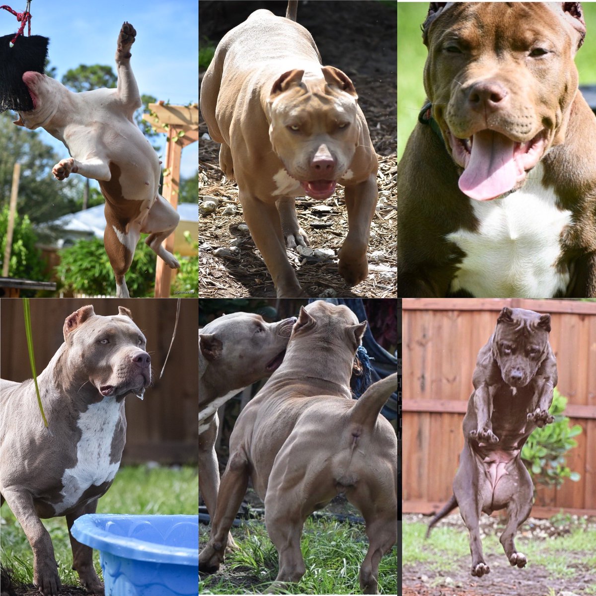 <a href="/VICTORPetFood/">VICTOR Pet Food</a> #VictorRealTree <a href="/Ironbullymag/">IronBullyMagazine</a>