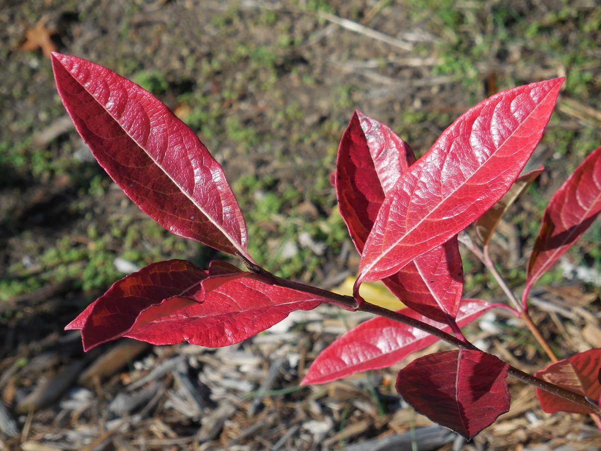 purduehortindy's tweet photo. More beautiful fall color now: yellow to golden brown bottlebush buckeye, yellow/orange/red fothergilla, red Viburnum nudum Brandywine, &amp; maroon oakleaf hydrangea Ruby Slippers. https://t.co/qxt60xIU9q