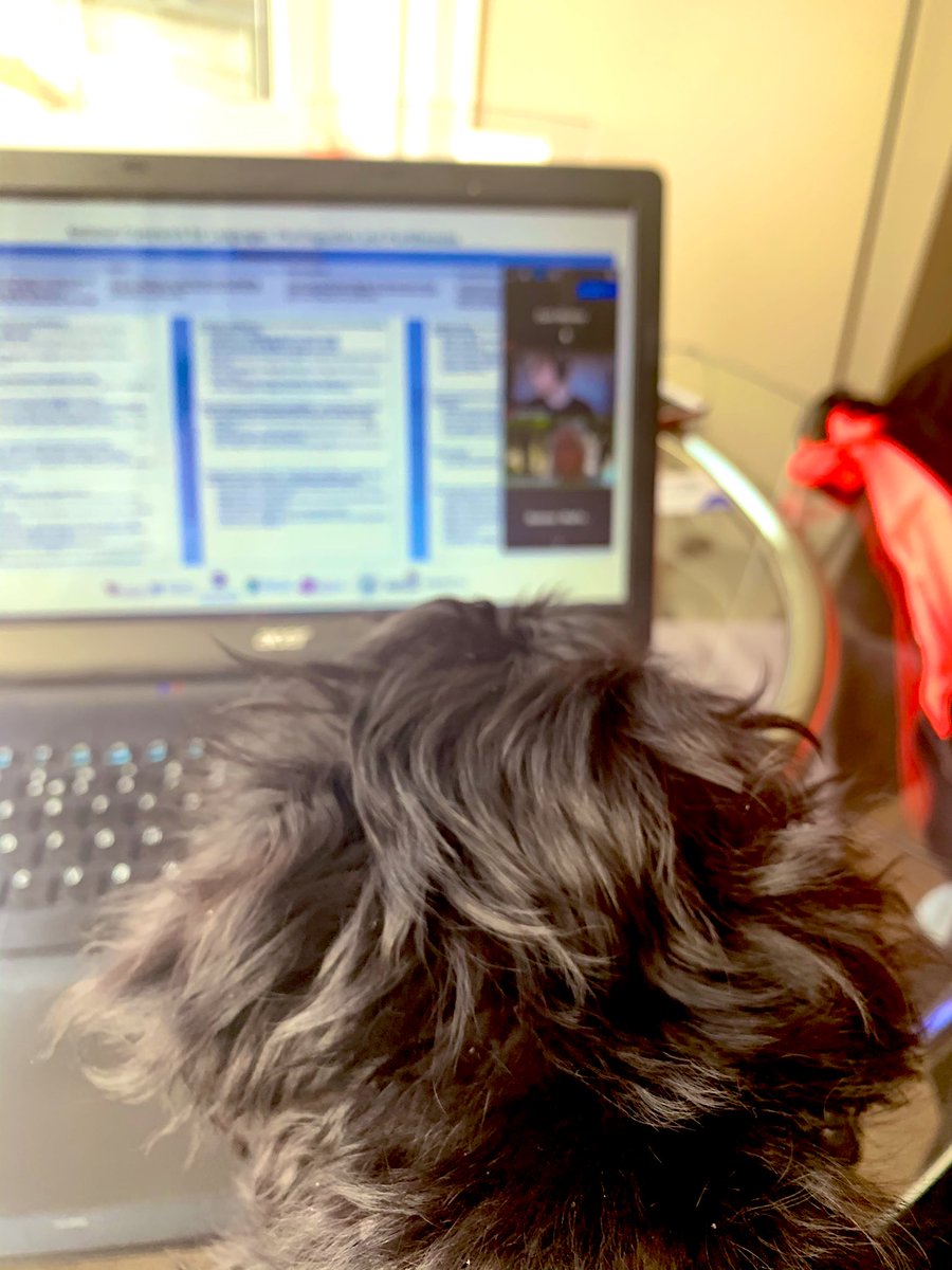 misscmooney's tweet photo. Vera joining zoom today to learn about Modern Languages, Plurilingualism & Pluriliteracies today #MEduc5 @UofGEducation https://t.co/lwag8x4arD