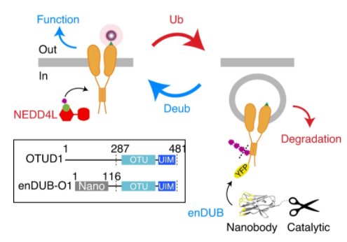 naturemethods's tweet photo. Engineered deubiquitinases use nanobodies to bring deubiquitinases to target proteins for selective ubiquitin removal. enDUBs can rescue the functional expression of mutant ion channels like those responsible for cystic fibrosis. https://t.co/slasiy9hm7 https://t.co/KbkdbTCIyj https://t.co/65xZMnSGNc
