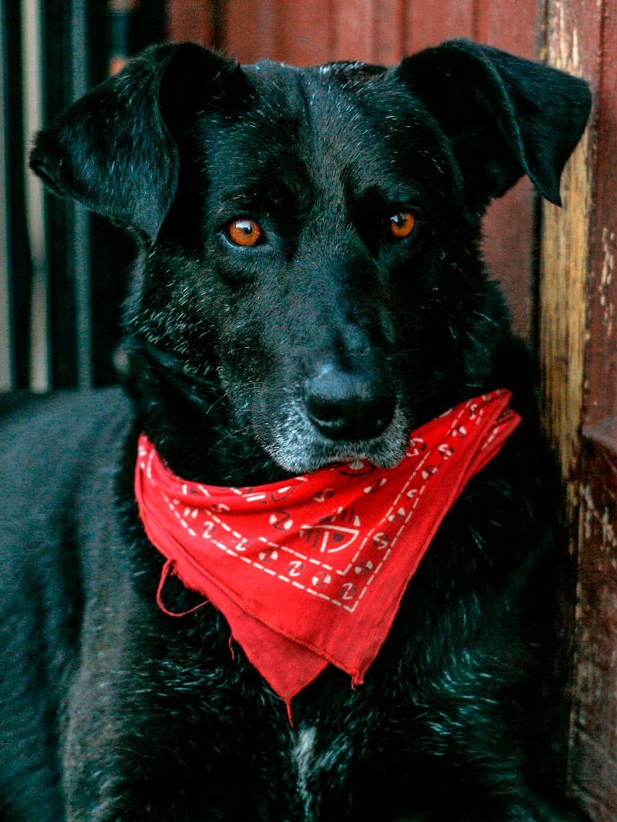 Stan actual hero dogs: https://en.wikipedia.org/wiki/Negro_Matapacos