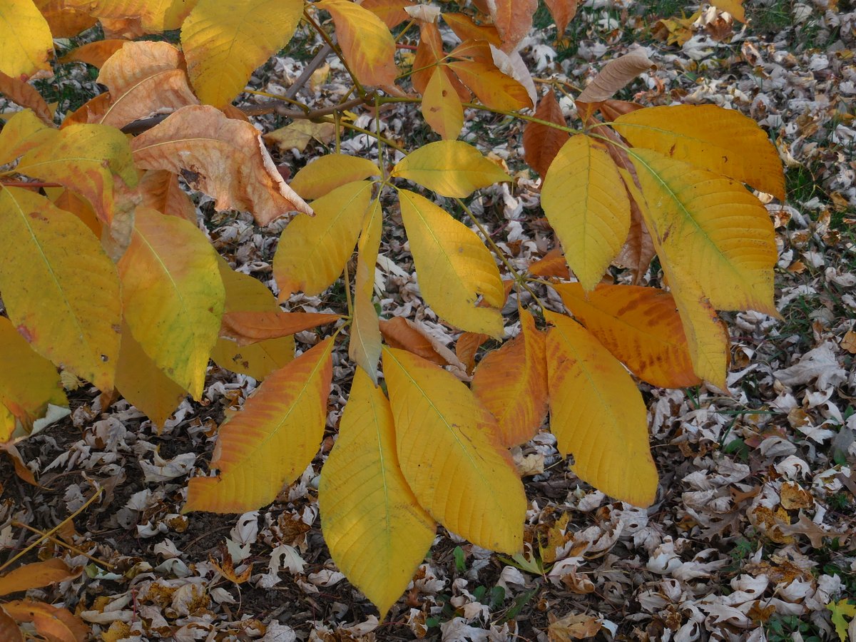 purduehortindy's tweet photo. More beautiful fall color now: yellow to golden brown bottlebush buckeye, yellow/orange/red fothergilla, red Viburnum nudum Brandywine, &amp; maroon oakleaf hydrangea Ruby Slippers. https://t.co/qxt60xIU9q