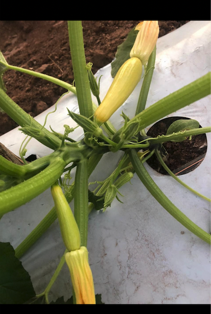_PerfectProduce's tweet photo. These Organic Squashes are just Perfect. We are so ready to eat some Organic Produce. #SunFed #PerfectProduce #OrganicSquash https://t.co/aqvM9a5lfu