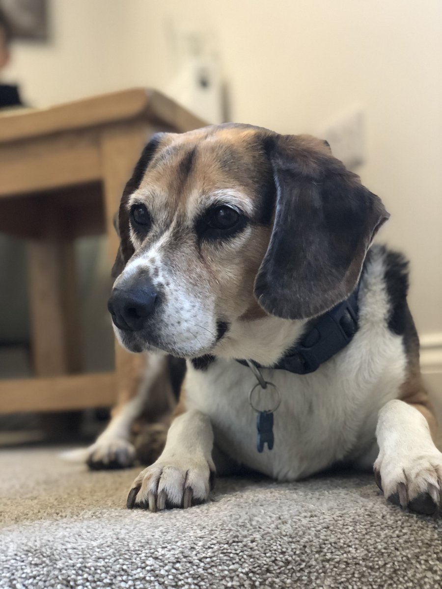 njrchfoundation's tweet photo. Happy birthday to our handsome boy! 🐶🎈We love you Archie pops 💙We got Archie over 10yrs ago &amp; he is the gentlest soul. He has always been amazing with the children &amp; they just love him. He is a very special part of our family💙🐶 #beagle #ourfirstbaby #happybirthday https://t.co/kX2yeRNEpJ