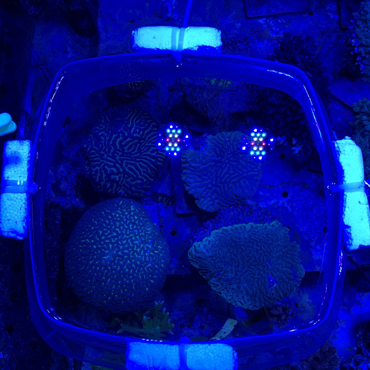 MattGrowsCoral's tweet photo. Sumps clean, blinds down, tents up. Its coral spawning season @HornimanMuseum again! Maze Brain Corals (Platygyra sp.) first to go this year. #coral #ProjectCoral #coralspawning #coralspawning2020 #aquarium https://t.co/jWo2PruAzA