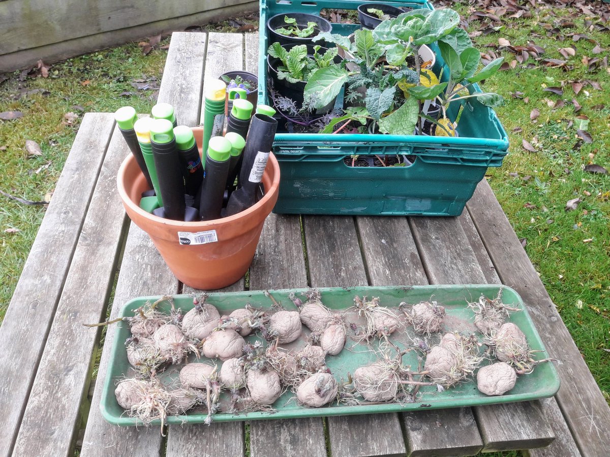 WHFGarden's tweet photo. Working with @WHF_School in the community garden and the school garden areas, today was winter potatoes and broad beans 💚🌱🥔 https://t.co/MKmqEq6dNz