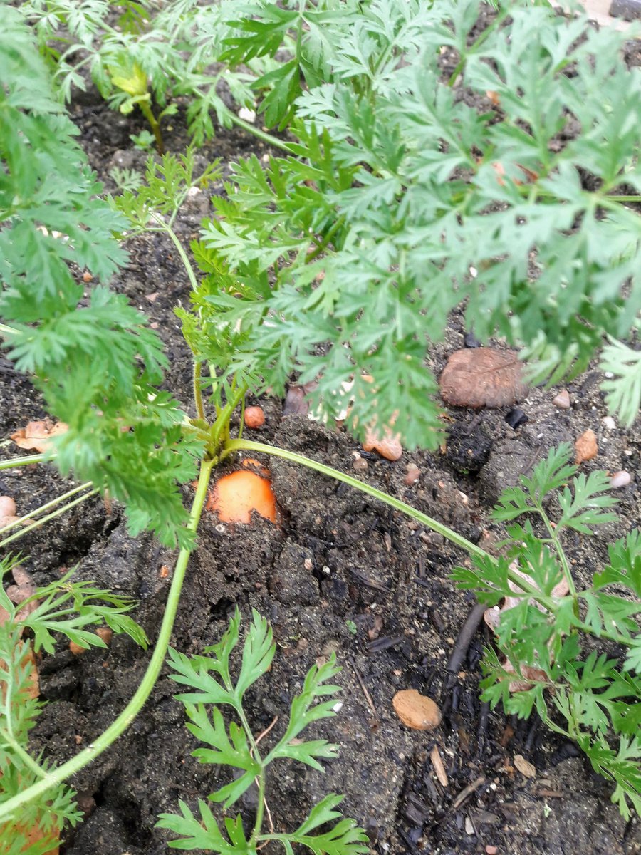 WHFGarden's tweet photo. Working with @WHF_School in the community garden and the school garden areas, today was winter potatoes and broad beans 💚🌱🥔 https://t.co/MKmqEq6dNz