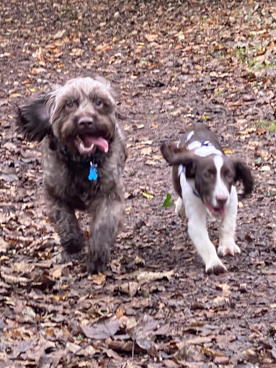 illhelldog's tweet photo. happy dogs 🐶🐶 https://t.co/fznzWA17XN