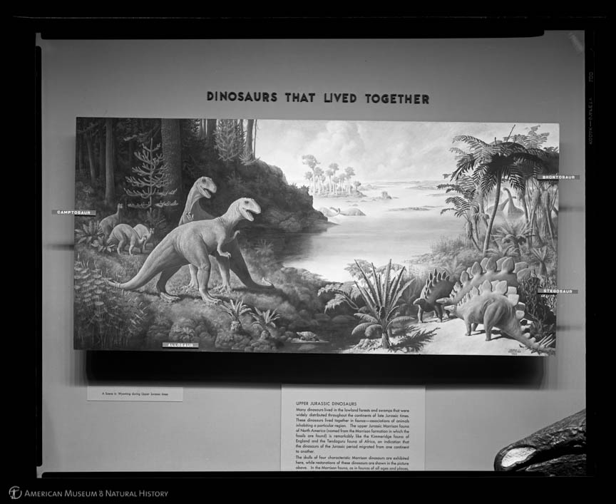 Not so much a mural as a large painting, this image by George Geselschap used to feature in the AMNH Brontosaurus hall. I knew it because it was reproduced in the Reader's Digest book, "Our Amazing World of Nature." Those sand & clay colored dinosaurs haunted me.