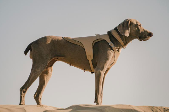 Derick Chetty tweet media