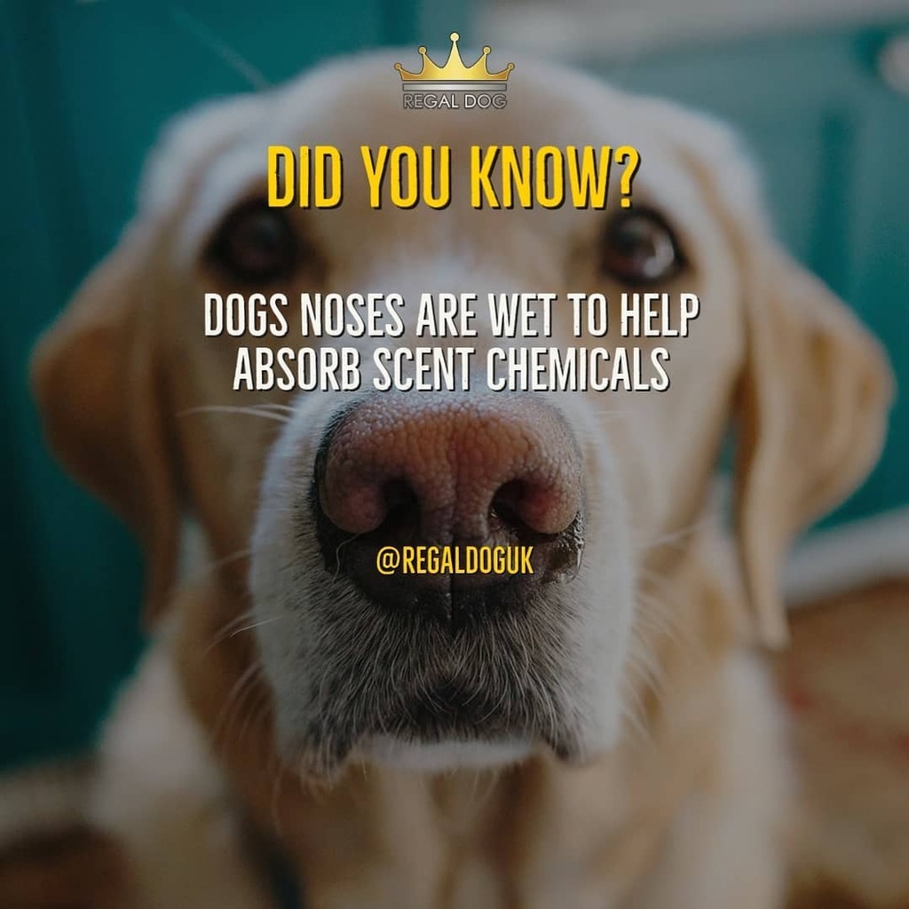 Can A Dog Absorb Her Puppies