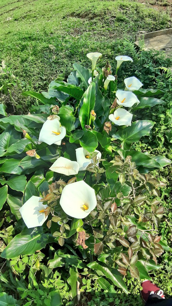 fotos_porai's tweet photo. Andando e fotografando poraí! #Marau #fotos #flores #copodeleite #lindo #Beautiful https://t.co/R8G84Earje