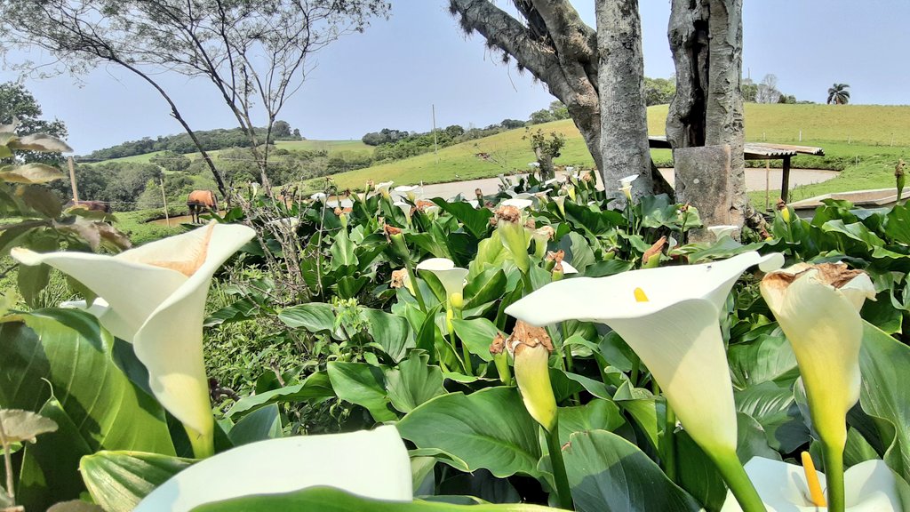 fotos_porai's tweet photo. Andando e fotografando poraí! #Marau #fotos #flores #copodeleite #lindo #Beautiful https://t.co/R8G84Earje