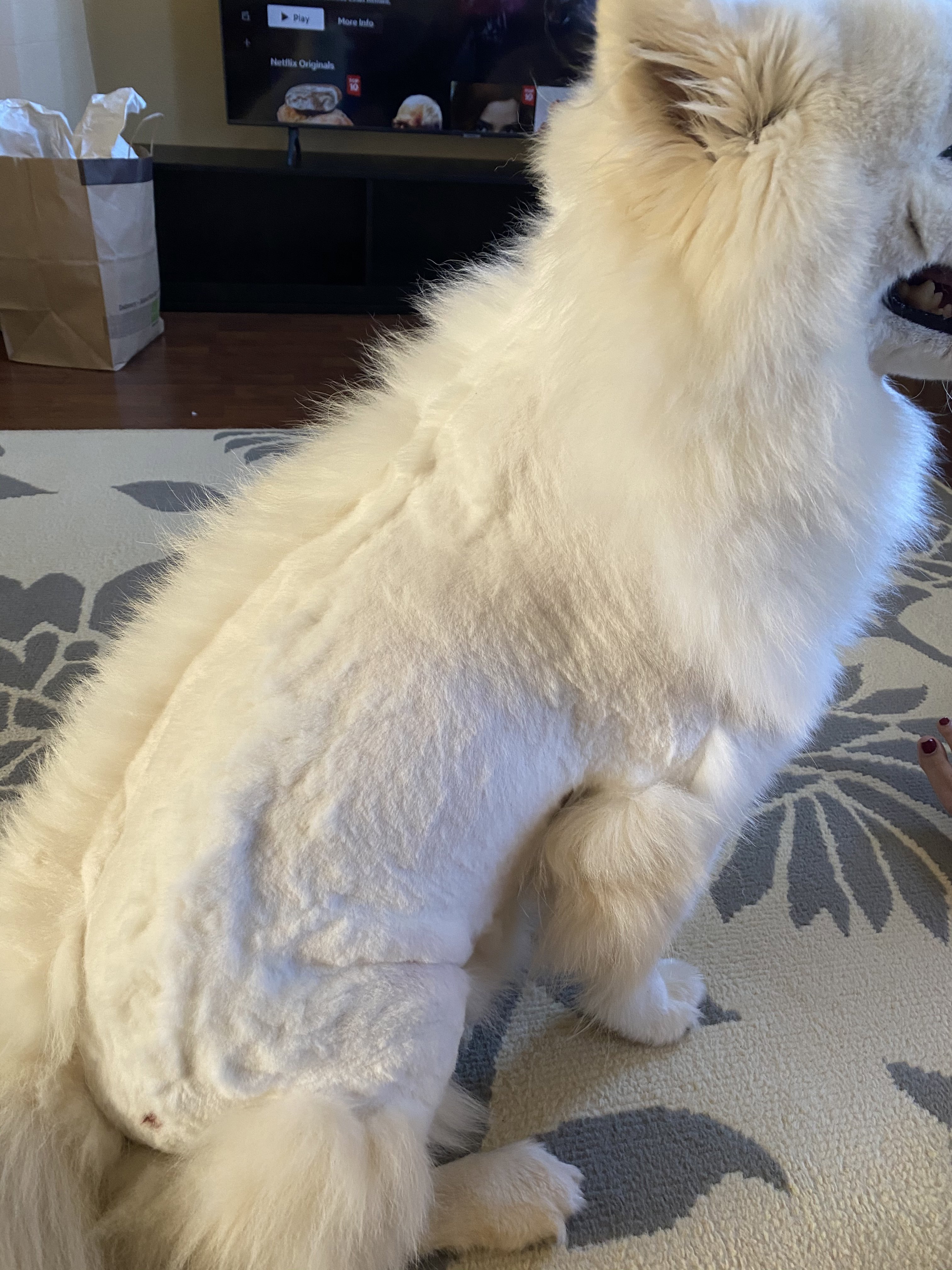ophavsret Forsendelse lukker Petco on Twitter: "@310Stormie We regret to hear about your experience,  Sandra. Please reach out to the salon leader and let them know you were not  happy with your groom. They will