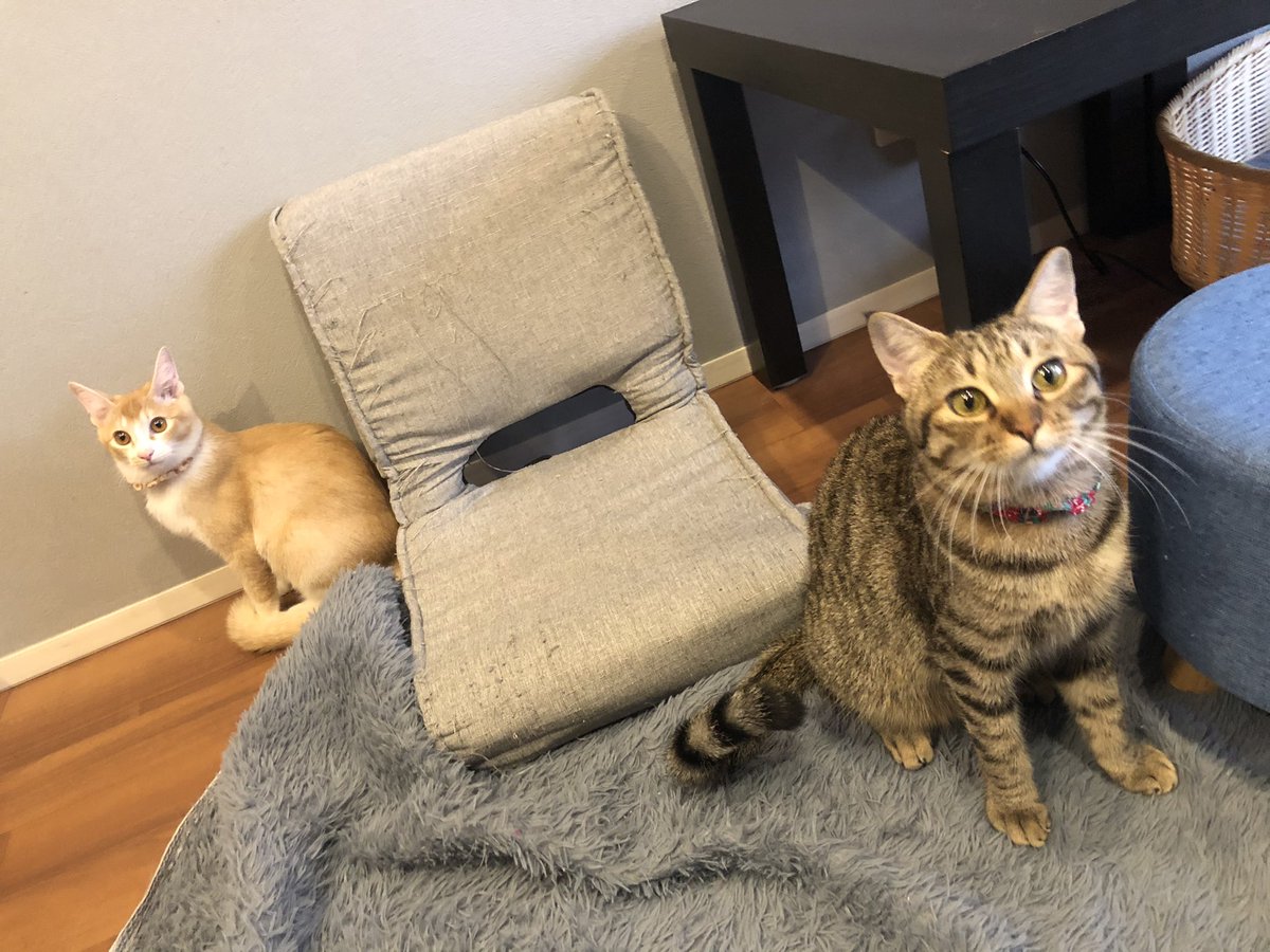 高円寺の保護猫カフェ 拝啓ねこ様 オープン中 今ねこ様独占できます 保護猫 拝啓ねこ様 高円寺 リトルキャッツ出身 Cat ねこ 保護猫カフェ ツイレポ