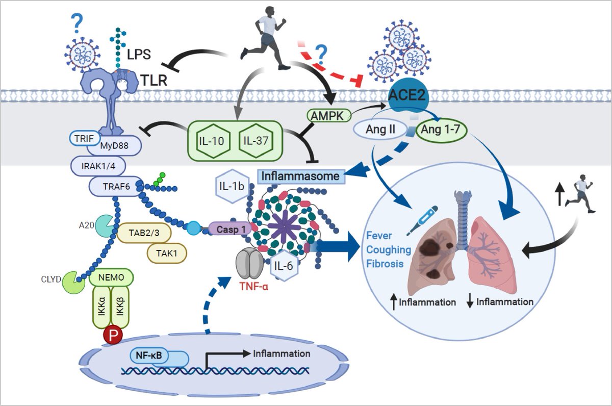 La elevada prevalencia del deterioro de la fuerza muscular y descenso de la capacidad física en pacientes recuperados de neumonía asociada al COVID-19 sugiere la necesidad de los programas de rehabilitación después de recibir el alta médica goo.gl/WEjLGr