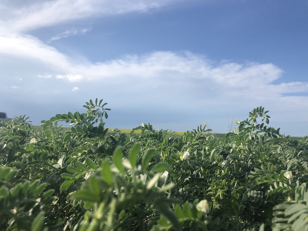 We know how challenging it is to produce high quality chickpea seed. Upgrade your Chickpea seed now with CDC Orion from RAS. Treated with Apron Maxx, the specs on this lot are very good. Contact RAS for pricing and information #plant21