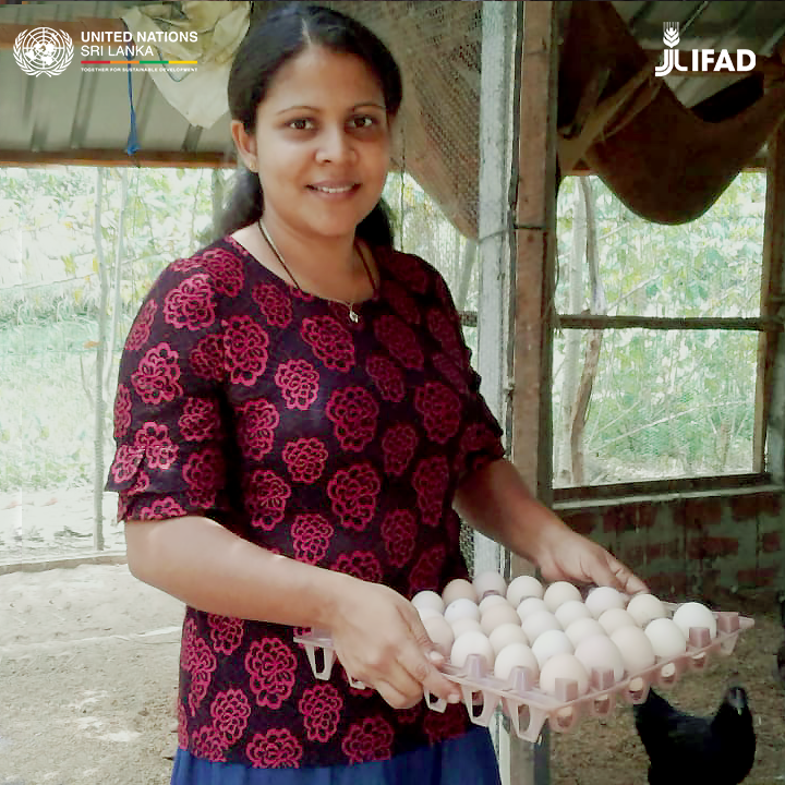 UNSriLanka's tweet photo. My husband lost his job because of the pandemic and our earnings from the poultry farm have helped us tide over these tough times. In fact, I am now expanding my business - Sashika
Read her full story below
#HumansOfHopeSL with @IFADSouthAsia & @WHOSriLanka
#COVID19SL #lka https://t.co/0ZeJczdmPO