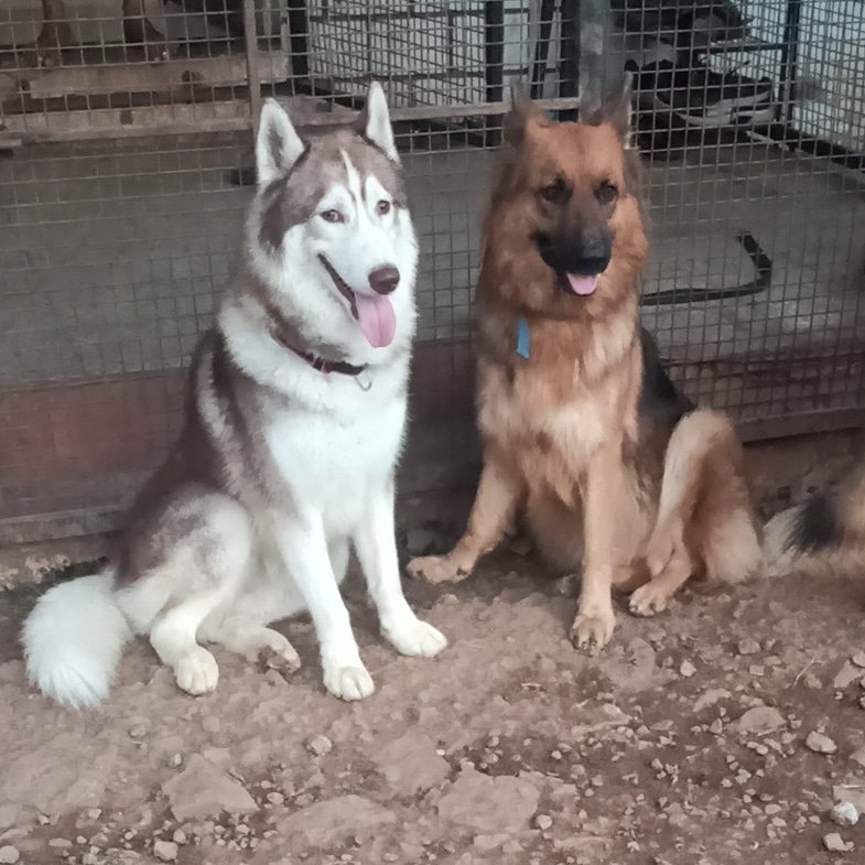 PunePet's tweet photo. When besties meet after a long time ! 
Julie &amp; Kira 🥰
.
.
.
.
.
 #petboardingpune #dogsinpune #doghostelnearme #riyopaws #dogboarding #petsofpune #dogsofpune #punedogs #funtime #petsocialization #punediaries #petcarepune #dogbesties #husky #gsd #germanshepherd #dogbestfriends https://t.co/NeNiXobpia