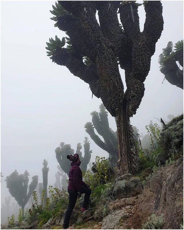 spoonbilltours's tweet photo. The #BarrancoCamp is located in the Barranco valley. The camp is really impressive and hikers have great opportunities to take pictures, and enjoy spectacular views all around. 

#kilimanjaroadventures #nature #photography #roofofafrica #barrancocamp #ClimbingKilimanjaro #Climber https://t.co/cTLfOEhpK4