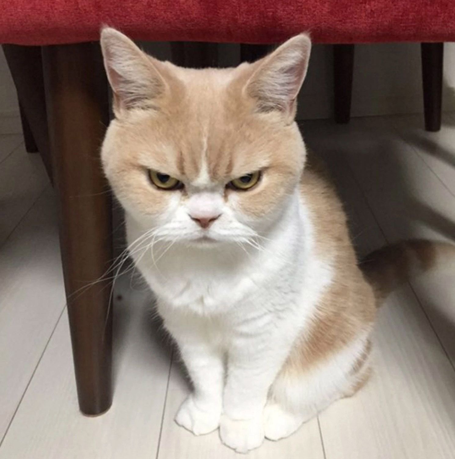 Недовольный кот прикол