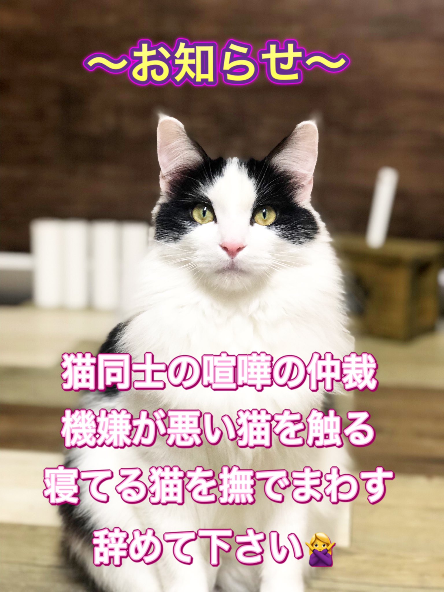 ねこカフェ肉灸 香川県 高松市 猫カフェ シェルター シド店長よりお知らせ ここ何日かでお客様がお怪我をされました 猫 同士の喧嘩の仲裁 機嫌が悪い猫に触ろうとする お膝や足の間で寝てる猫を撫で回す 猫は完全肉食動物で喧嘩もすればイライラ