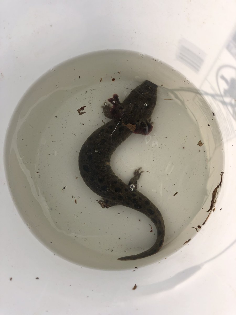 mudpuppy_love's tweet photo. Necturus maculosus. Here is a better look at this big female mudpuppy. What an honor to start off the project with such a healthy-looking salamander. #mudpuppy #science #wildlifebiology https://t.co/t221bNo9hj