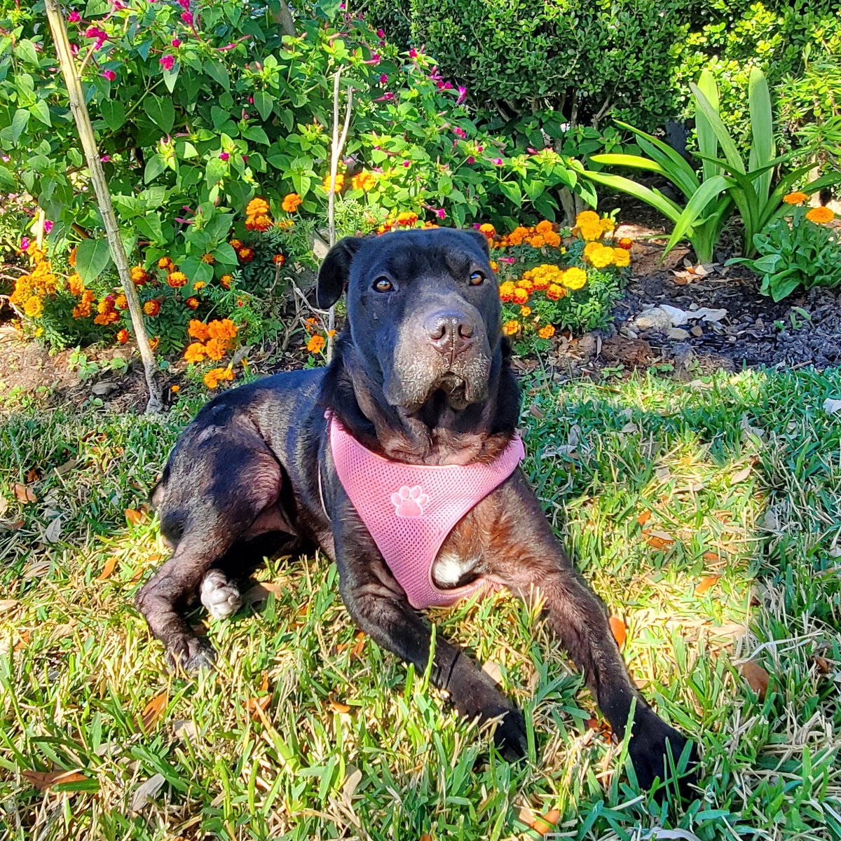 Jessikapetsit's tweet photo. #roversitterpic #roverdotcom #roverwalker #roverdogs #dogsofhouston🐾 https://t.co/Vti5SABE3g