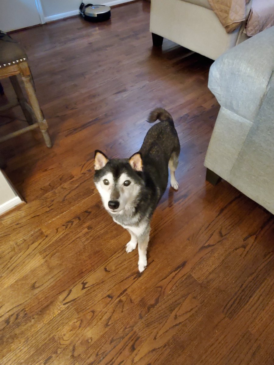 Jessikapetsit's tweet photo. #roversitterpic #roverdotcom #roverwalker #roverdogs #dogsofhouston🐾 https://t.co/7t1e5ba2NI