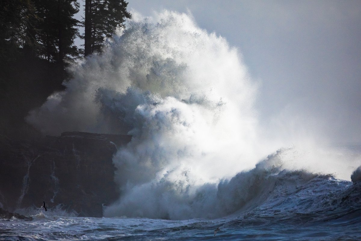 TJWattPhoto's tweet photo. The forces of nature aligned yesterday, unleashing a mind-blowing display of raw power and beauty along the west coast of Vancouver Island. A 6.5m / 20ft swell plus a king tide created enormous and explosive waves 🌊 See full photo gallery here: https://t.co/4uIii2a8CR #BCStorm https://t.co/nUyxWY6hkw