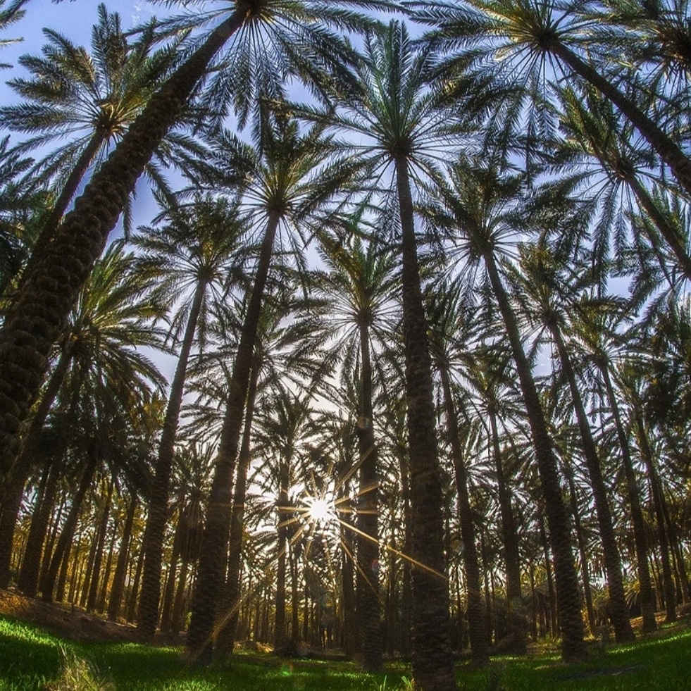 seventypalms's tweet photo. Today is @seventypalms 7th Anniversary! We can not believe it -7 years since we started our Organic Salt Body Scrub company! Our new website will launch shortly. Thanking ALL of you who support &amp; always show us love! ***CJ , Chief Scrub Officer (CSO) 
Photo credit: Ahmad el Msood https://t.co/v5dD2YgvBy