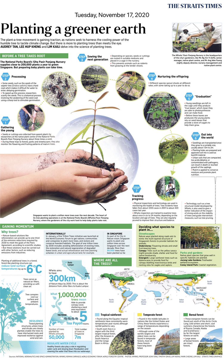 I typically use lots and lots of words in my reporting (to the extent that I alw have to ask for more space for my pieces)(&amp; getting told no, pls kill your quote babies), so here’s a piece on what goes on before a tree takes root, told entirely in a full-page infographic! 

#tree
