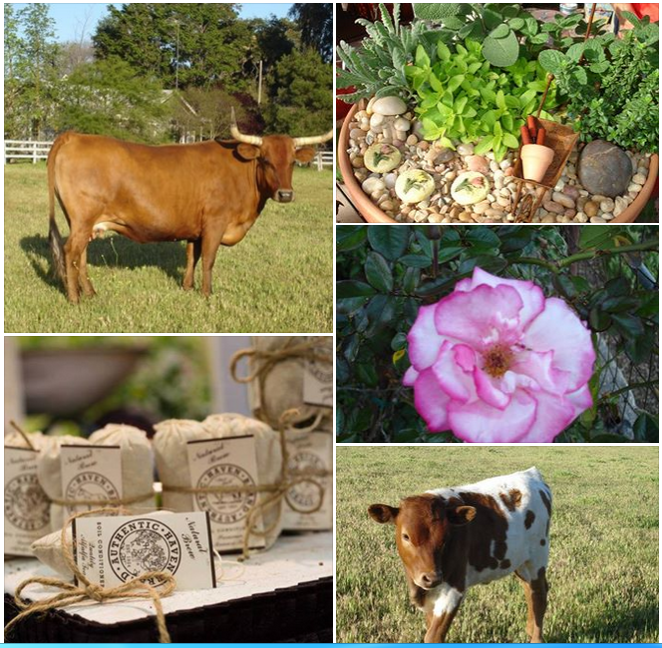 GreenSoil's tweet photo. #Free S/H #HavenBrand premium soil conditioner tea. Safe for all #plants and #soil types. Place your order today at https://t.co/cPuhEadMNu
#gardening #gifts #bulbs #succulents #roses #seeds #MooPooTea #gifts #Christmas https://t.co/WUkxkXFSP1