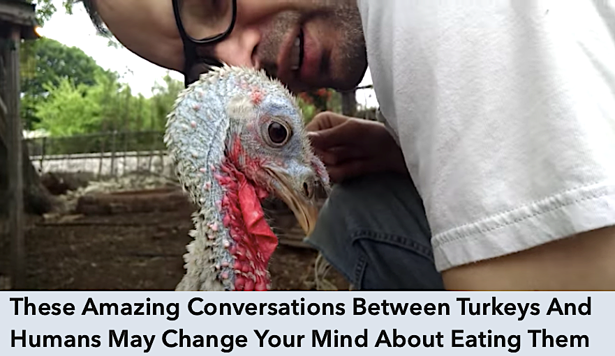 Free_from_harm's tweet photo. Our #Turkey Talk resource features 3 FASCINATING conversations between turkeys and humans, plus an interactive playlist of specific turkey calls and what they mean. Have a listen and help spread the word about these wonderful birds! https://t.co/Xtd67lMrLz

#turkeyday #turkeyfree https://t.co/blpiNTF3nn